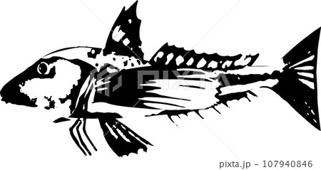 ホウボウの魚拓のイラスト ホウボウの魚拓のイラスト 107940846