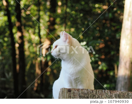 目の色の綺麗な白い猫 107940930