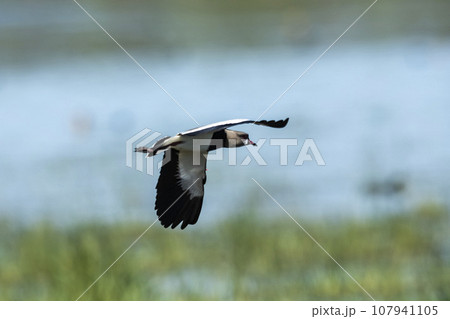 Southern Lapwing, Vanellus chilensis in flight, La Pampa Province, Patagonia, Argentina 107941105