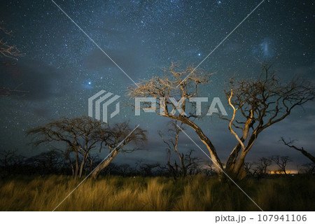 Burning trees photographed at night with a starry sky, La Pampa province, Patagonia , Argentina. 107941106