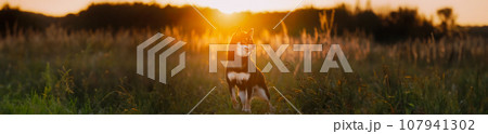 Black And Tan Shiba Inu Dog Sitting Outdoor In Grass During Sunset. Panorama, Panoramic View Shot Scene Copy Space. 107941302