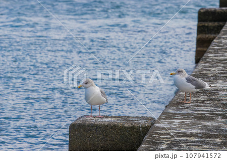 海の堤防とカモメ（大分県杵築市） 107941572