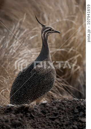 Elegant crested tinamou, Eudromia elegans, Pampas grassland environment, La Pampa province, Patagonia, Argentina. Elegant crested tinamou, Eudromia elegans, Pampas grassland environment, La Pampa province, Patagonia, Argentina. 107941659