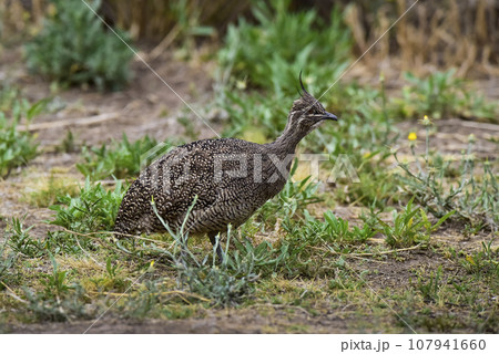 Elegant crested tinamou, Eudromia elegans, Pampas grassland environment, La Pampa province, Patagonia, Argentina. 107941660