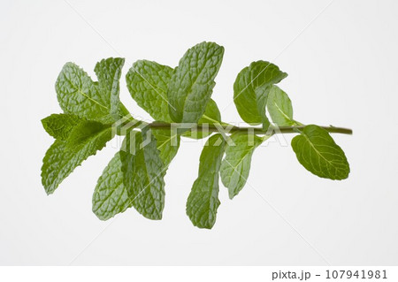 スペアミントの葉 スペアミントの葉 107941981