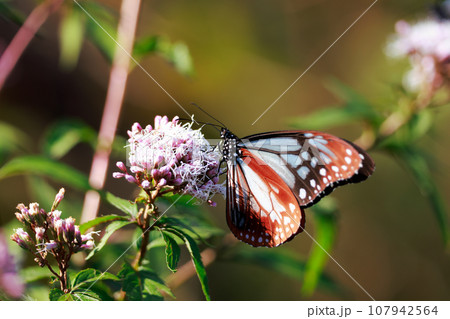 飛来するアサギマダラ 飛来するアサギマダラ 107942564