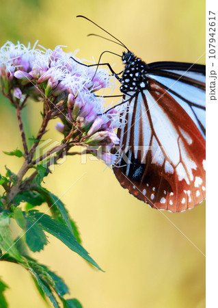 飛来するアサギマダラ 107942617