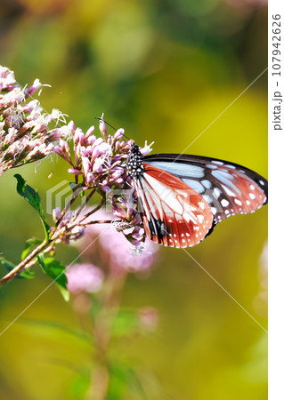 飛来するアサギマダラ 107942626