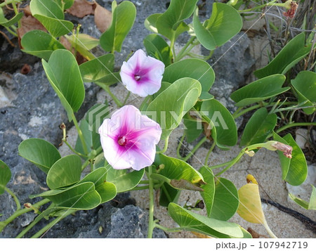 逆光で照らされたグンバイヒルガオの葉脈（ Ipomoea pes-caprae） 107942719