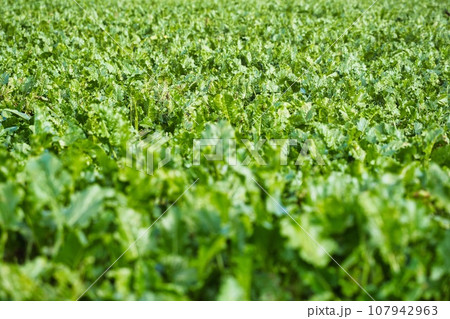 収穫直前のテンサイの畑 107942963