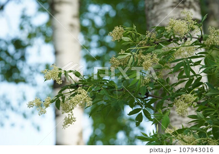 花開くエゾニワトコ 107943016