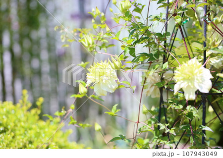 クレマチスの花 白万重 クレマチスの花 白万重 107943049