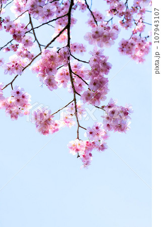 うららかな春の季節　春空を背景に桜の花・桜の木　(撮影場所：熊本市北区・立田山　憩の森) 107943107