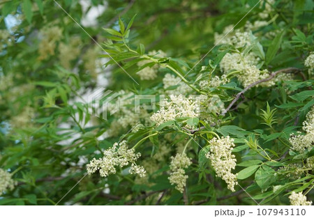 花開くエゾニワトコ 107943110