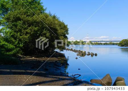 東京都葛飾区金町江戸川釣りスポット2023年10月 107943433