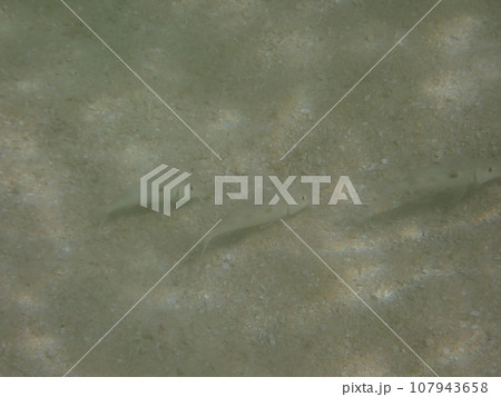 海の浅い砂地に生息するモンツキイアカヒメジ 107943658