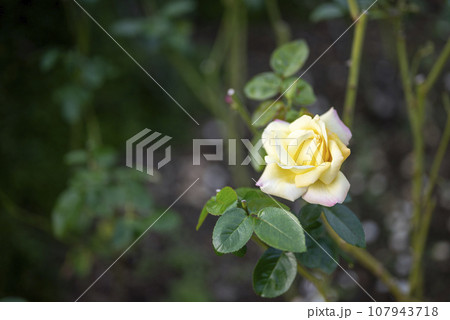 秋のバラ 薔薇 黄色 イエロー ローキー イメージ 秋のバラ 薔薇 黄色 イエロー ローキー イメージ 107943718