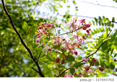 Cassia javanica flower, pink shower or apple blossom tree 107943768