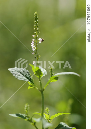 自然　植物　ヒメジソ、秋に咲く花。枝先の花穂に薄紅色の小さな花を疎らにつけます 107943860