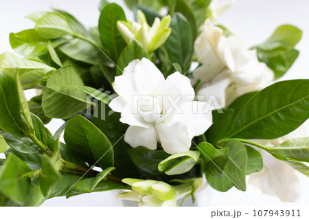 Cape jasmine or garden gardenia flower Cape jasmine or garden gardenia flower 107943911