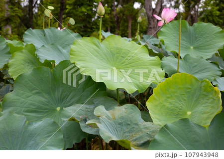 Green leavs of lotus flower 107943948