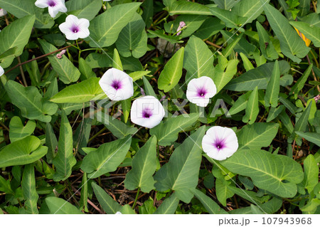Water spinach or river spinach, water morning glory Water spinach or river spinach, water morning glory 107943968