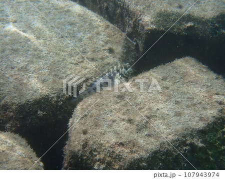 海の岩場に生息するヤエヤマギンポ(Salarias fasciatus) 海の岩場に生息するヤエヤマギンポ(Salarias fasciatus) 107943974