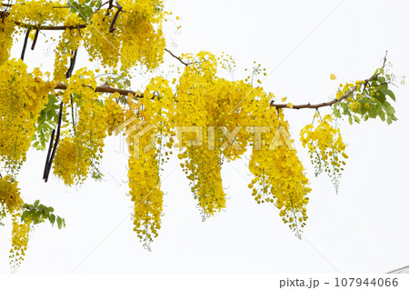 Cassia fistula flower on tree Cassia fistula flower on tree 107944066
