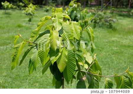 Yang tree (Dipterocarpus alatus Roxb. ex G.Don) Yang tree (Dipterocarpus alatus Roxb. ex G.Don) 107944089