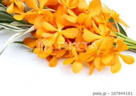 Beautiful Thai bouquet orchid flower for pray to Buddha Beautiful Thai bouquet orchid flower for pray to Buddha 107944101