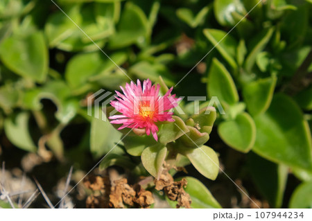 ハナツルソウの花 107944234