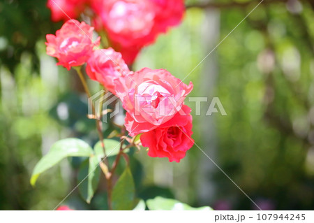 バラの花　スカーレットクイーンエリザベス 107944245