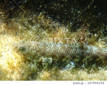 海藻の生える岩場に生息する海水魚、マエソのアップ(Saurida macrolepis) 海藻の生える岩場に生息する海水魚、マエソのアップ(Saurida macrolepis) 107944289