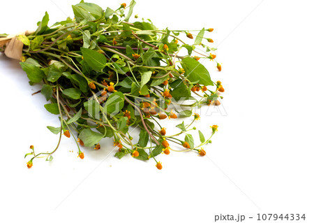 Yellow flower with green leaves of acmella oleracea or toothache plant on white background Yellow flower with green leaves of acmella oleracea or toothache plant on white background 107944334