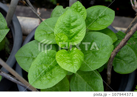 Ceylon spinach or basella rubra linn Ceylon spinach or basella rubra linn 107944371