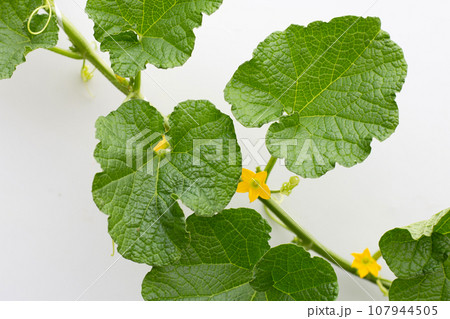 Melon leaves on white background. Melon leaves on white background. 107944505