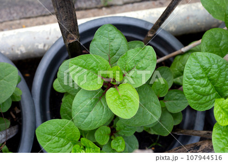 Ceylon spinach or basella rubra linn Ceylon spinach or basella rubra linn 107944516
