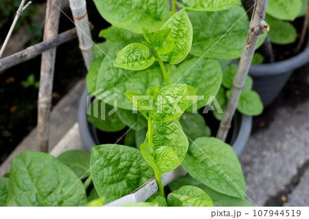 Ceylon spinach or basella rubra linn Ceylon spinach or basella rubra linn 107944519