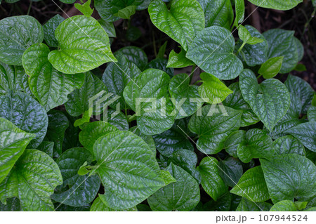 Fresh leaves of wild betel Fresh leaves of wild betel 107944524