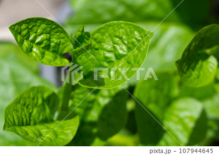 Ceylon spinach or basella rubra linn Ceylon spinach or basella rubra linn 107944645
