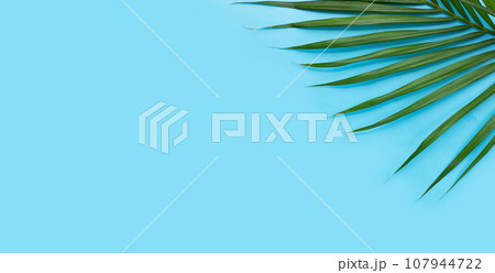 Green leaves of palm tree on blue background. 107944722