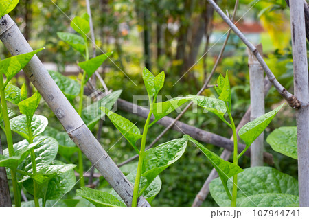 Ceylon spinach or basella rubra linn 107944741