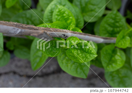 Ceylon spinach or basella rubra linn Ceylon spinach or basella rubra linn 107944742