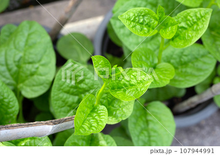 Ceylon spinach or basella rubra linn Ceylon spinach or basella rubra linn 107944991