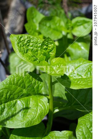 Ceylon spinach or basella rubra linn Ceylon spinach or basella rubra linn 107945007