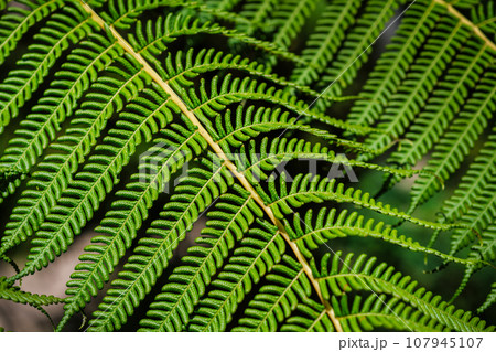 Close up view Sphaeropteris cooperi or Cyathea cooperi lacy tree fern, scaly tree fern alsk known Austrialian tree fern green leaf fronds and leaflets texture and pattern 107945107