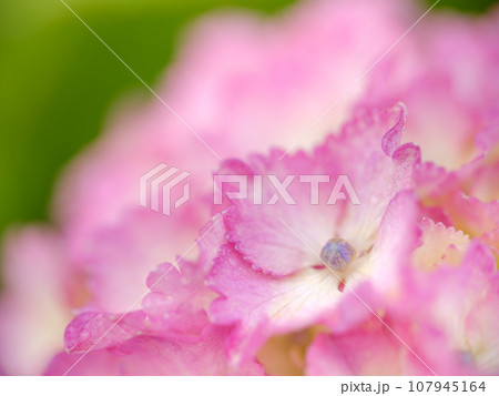 梅雨に咲くアジサイ(紫陽花)のイメージ 梅雨に咲くアジサイ(紫陽花)のイメージ 107945164
