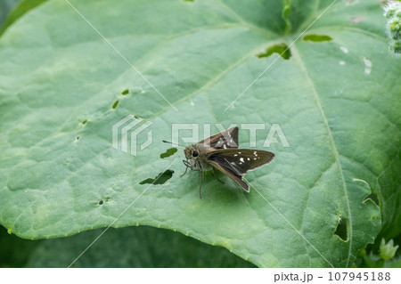 葉の上のイチモンジセセリ 107945188