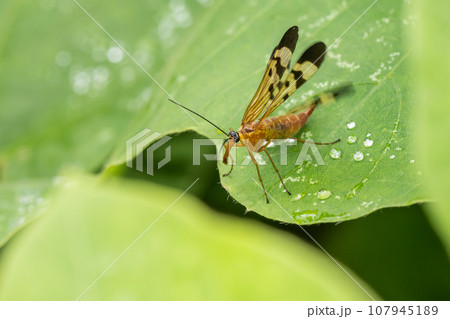 シリアゲムシ 107945189