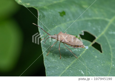 ハシハラビロヘリカメムシ ハシハラビロヘリカメムシ 107945190